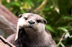 Otters